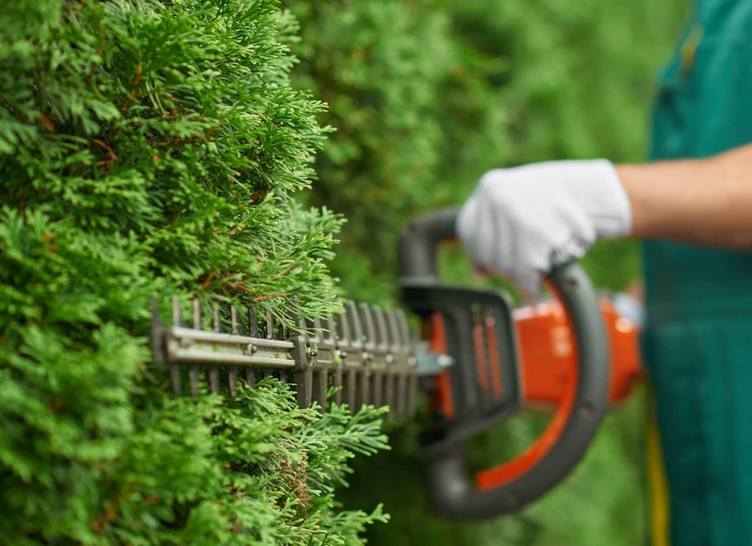 Garden Maintenance in Bangladesh