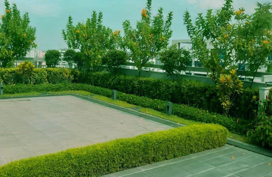 Rooftop Gardening