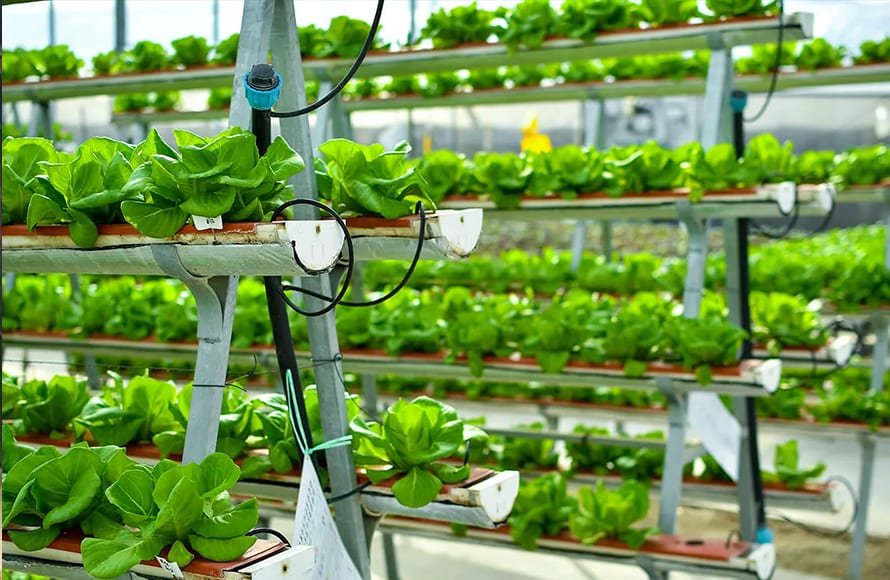 Drip Irrigation